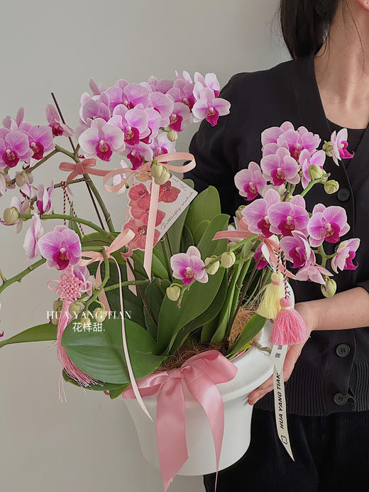 [ 四时平安 ] 蝴蝶兰盆栽 商品图0