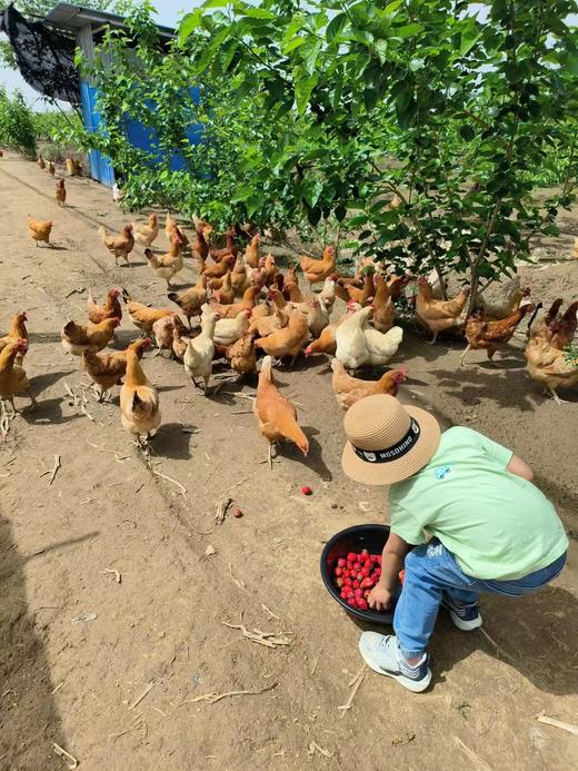 【助农】雨露河谷土鸡蛋30枚 商品图5