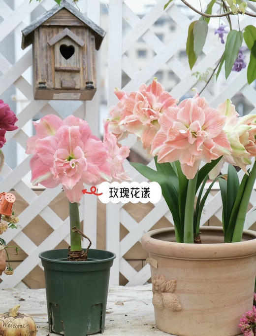 【绿植现货】进口重瓣朱顶红——玫瑰花漾65（简易塑料盆 现货，下单即可到店自提） 商品图4