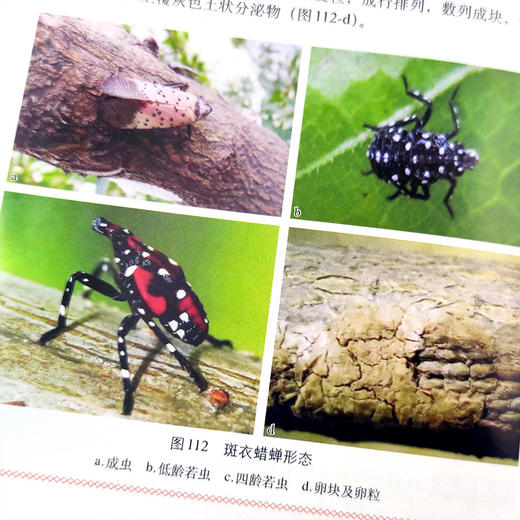 桃病虫害绿色防控彩色图谱 商品图2