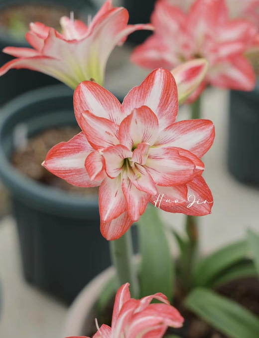 【绿植现货】进口重瓣朱顶红—-花孔雀65（简易塑料盆 现货，下单即可到店自提） 商品图8