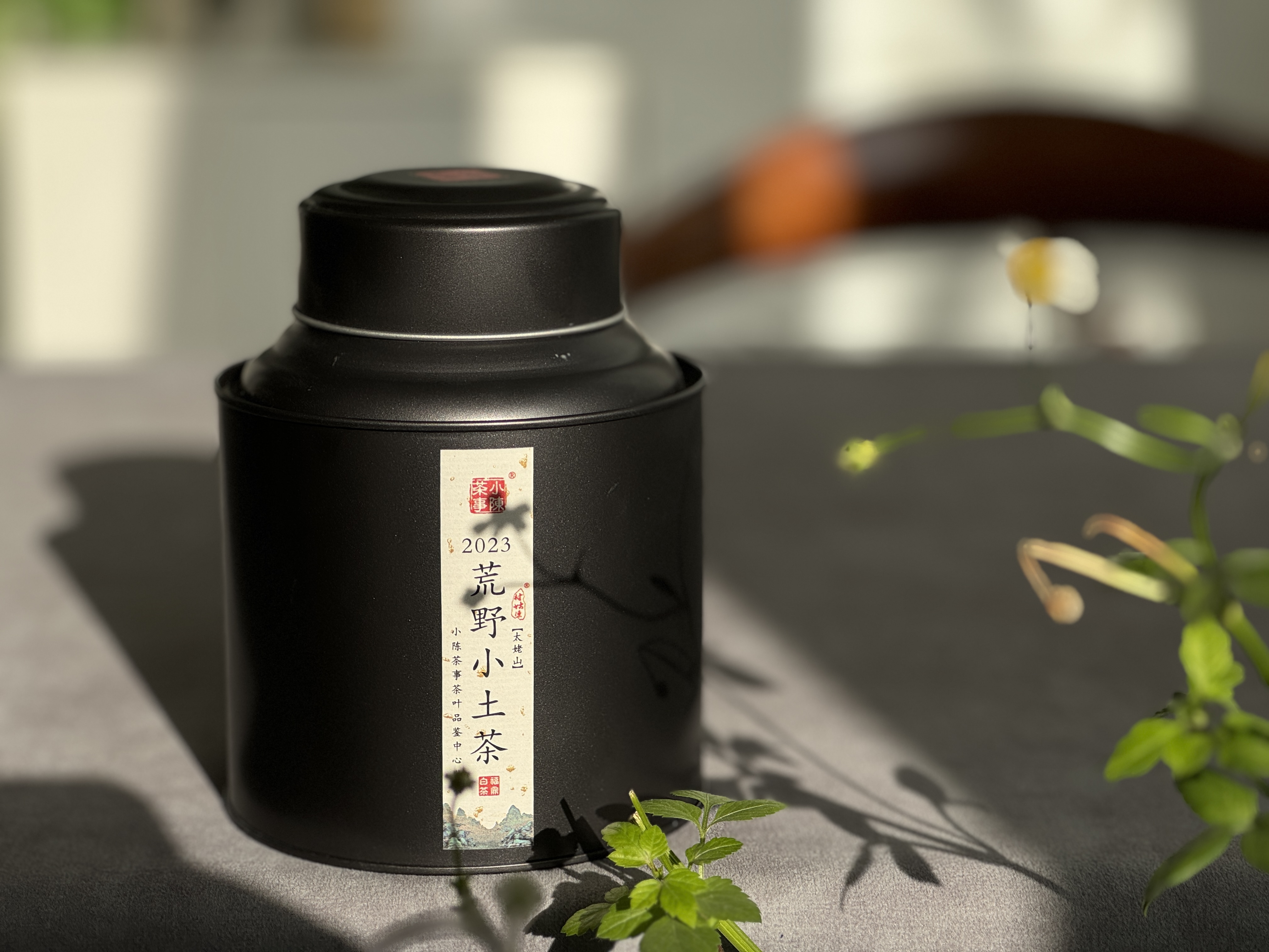 【全年只有10斤】2023荒野小土茶，太姥山传承千年的“土”味情话，鲜嫩感远超白毫银针