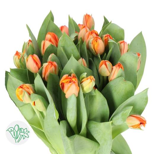 预售郁金香-重瓣 黄橙双色 Queensday 40cm 50gr10支一扎 商品图0