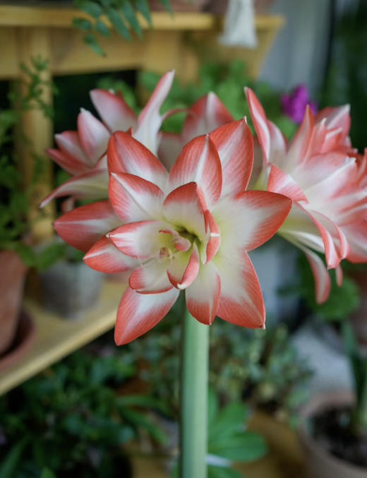 【绿植现货】进口重瓣朱顶红—-花孔雀65（简易塑料盆 现货，下单即可到店自提） 商品图5