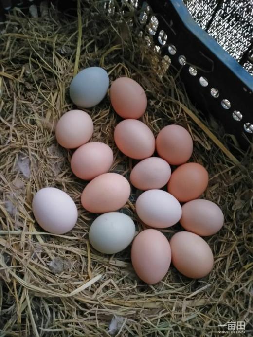 【助农】雨露河谷土鸡蛋30枚 商品图2