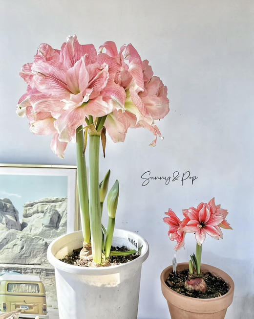 【绿植现货】进口重瓣朱顶红——玫瑰花漾65（简易塑料盆 现货，下单即可到店自提） 商品图1