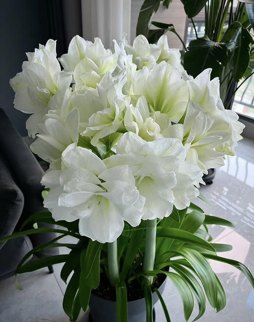 【预售】进口重瓣朱顶红——阿弗蕾65（简易塑料盆 现货，下单即可到店自提） 商品图5