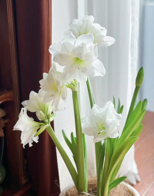 【预售】进口重瓣朱顶红——阿弗蕾65（简易塑料盆 现货，下单即可到店自提） 商品图11