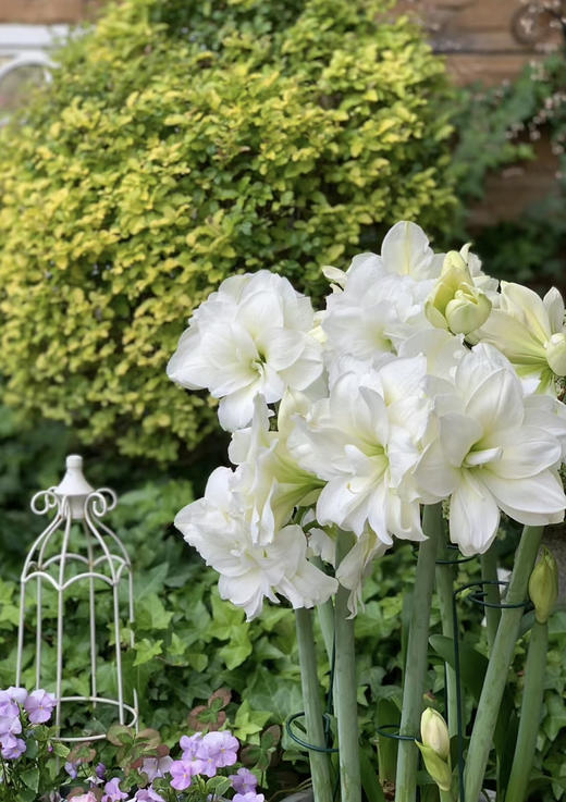 【预售】进口重瓣朱顶红——阿弗蕾65（简易塑料盆 现货，下单即可到店自提） 商品图10