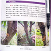 李高效栽培与病虫害防治彩色图谱 商品缩略图2