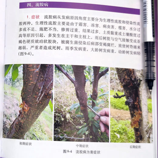 李高效栽培与病虫害防治彩色图谱 商品图2