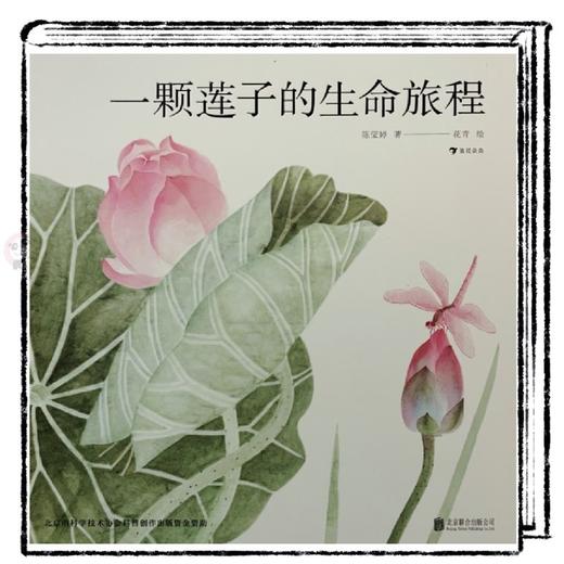 《一颗莲子的生命旅程》绘本精读素材PDF ｜乔智大叔手绘 商品图0