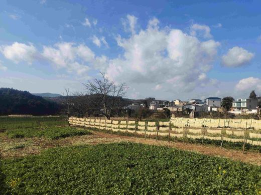 安叶家自产高山生态萝卜干（自然晒干，零添加） 商品图6