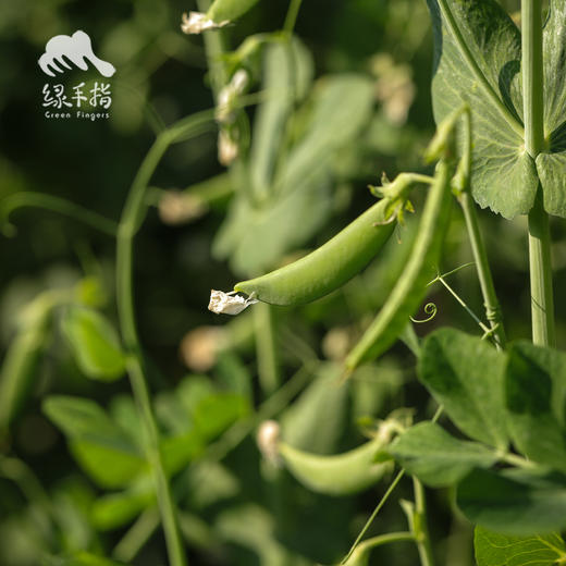生态甜豌豆（豆荚豆米一起吃） | 绿家自产 * Eco-snow pea | Self-production 商品图3