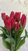 【国产郁金香】红色  约10枝/扎（实际颜色以实物为准） 商品缩略图6