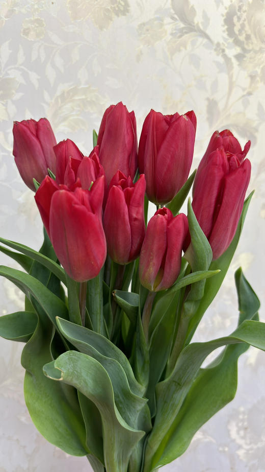 【国产郁金香】红色  约10枝/扎（实际颜色以实物为准） 商品图6