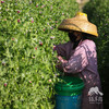 生态甜豌豆（豆荚豆米一起吃） | 绿家自产 * Eco-snow pea | Self-production 商品缩略图4