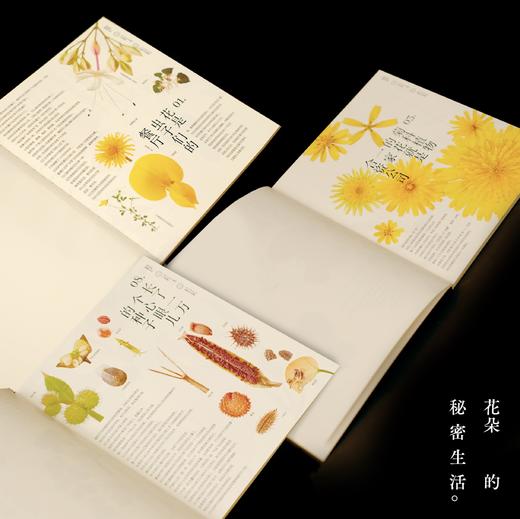 花朵的秘密生活2407/2408 商品图4