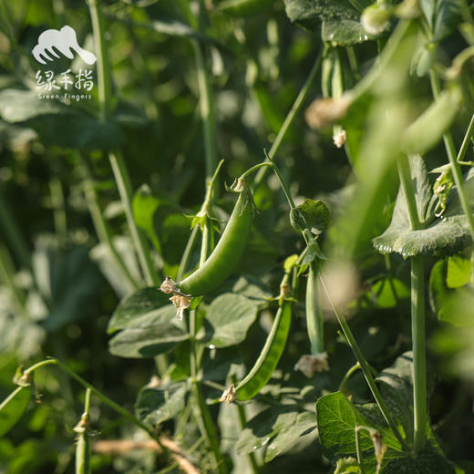 生态甜豌豆（豆荚豆米一起吃） | 绿家自产 * Eco-snow pea | Self-production 商品图1