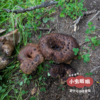 高原野生黑虎掌菌 50g | 合作农友生产，产自四川甘孜雪山高原，生产者：李建程 &【公平贸易农人定价】 商品缩略图8