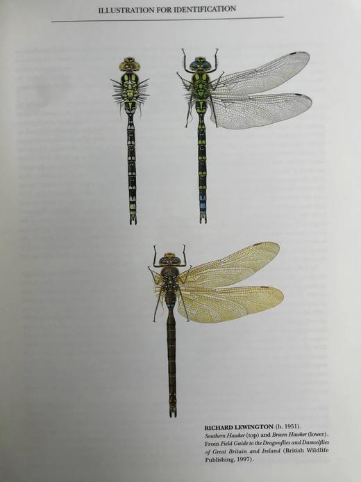 现代野生动物绘画 140余幅彩色插图 精装大16开 商品图9