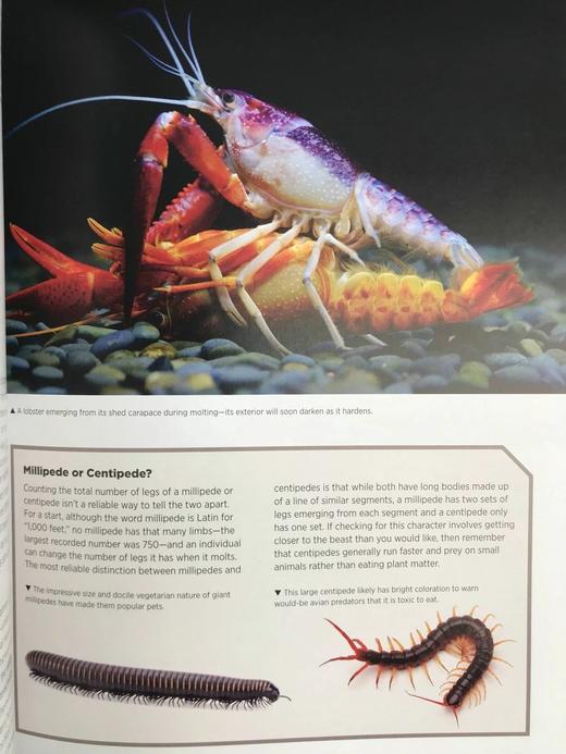 大自然的巨人：世界大型生命体的生物学与进化 数百幅彩色插图 精装16开 商品图9