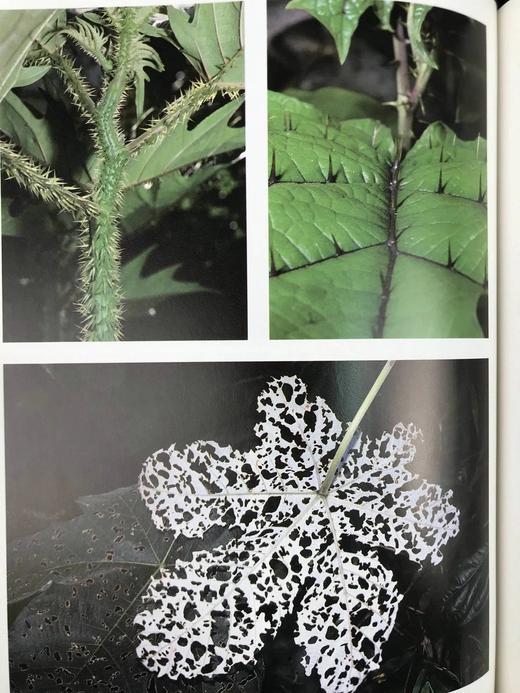 雅克·库斯托的亚马逊之旅 250余幅彩色插图 精装大16开 商品图12