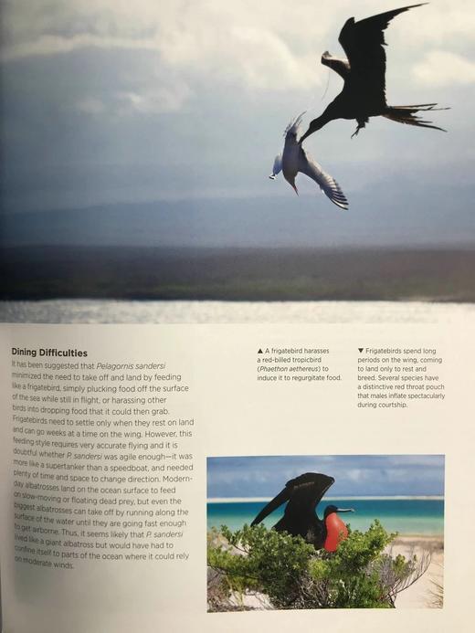 大自然的巨人：世界大型生命体的生物学与进化 数百幅彩色插图 精装16开 商品图12