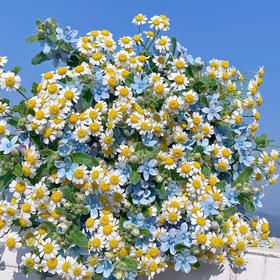 克莱因蓝｜蓝星花+洋甘菊丨草花