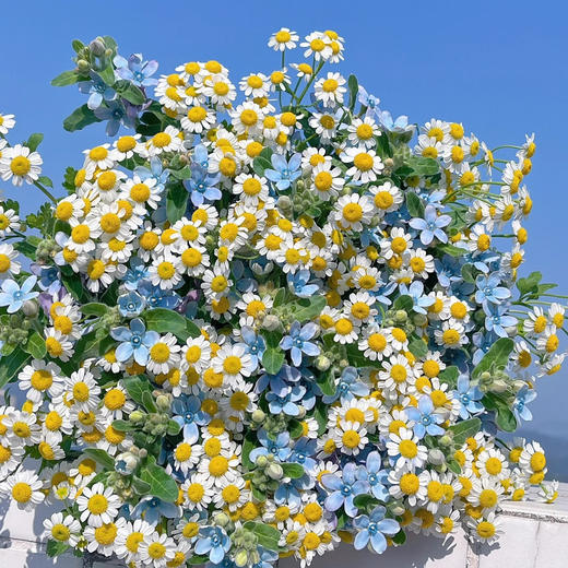 克莱因蓝｜蓝星花+洋甘菊丨草花 商品图0