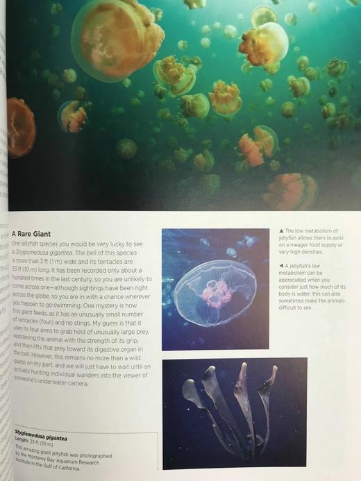大自然的巨人：世界大型生命体的生物学与进化 数百幅彩色插图 精装16开 商品图7