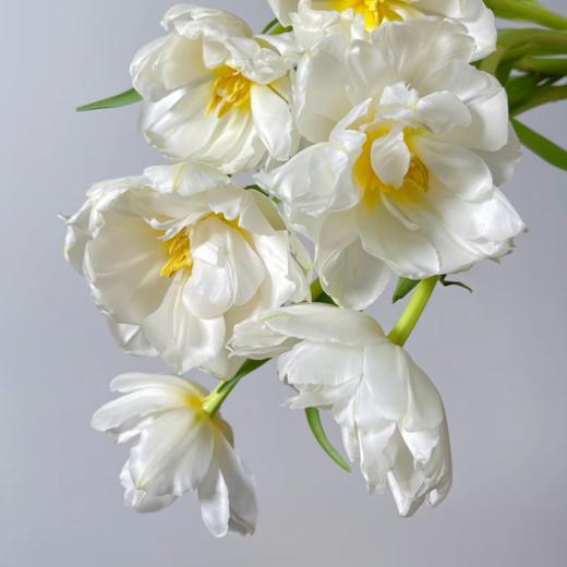 重瓣郁金香丨雪媚娘丨10支 商品图3