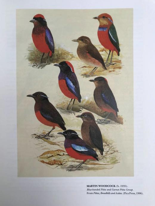 现代野生动物绘画 140余幅彩色插图 精装大16开 商品图8