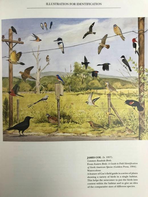 现代野生动物绘画 140余幅彩色插图 精装大16开 商品图10