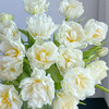 重瓣郁金香丨雪媚娘丨10支 商品缩略图0