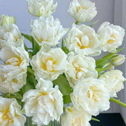 重瓣郁金香丨雪媚娘丨10支 商品图0