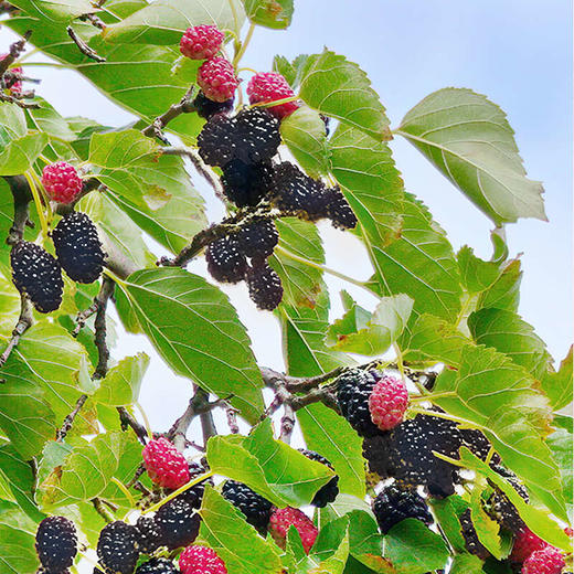 s【桑葚原浆118ml】疆果萃NFC黑桑葚原浆 果汁 NFC鲜榨 商品图3