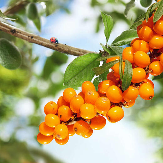 s疆果萃NFC中亚小果沙棘原浆 新疆沙棘汁 商品图2