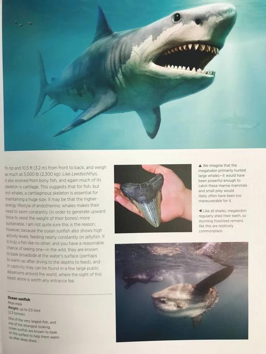 大自然的巨人：世界大型生命体的生物学与进化 数百幅彩色插图 精装16开 商品图13