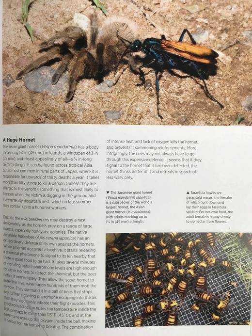 大自然的巨人：世界大型生命体的生物学与进化 数百幅彩色插图 精装16开 商品图10