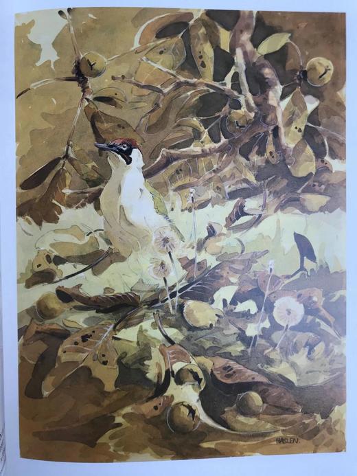 现代野生动物绘画 140余幅彩色插图 精装大16开 商品图13