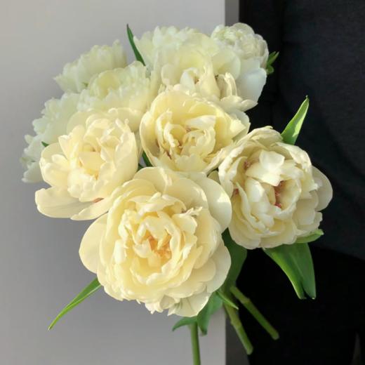 重瓣郁金香丨柠檬挞丨10支 商品图3