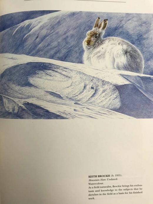 现代野生动物绘画 140余幅彩色插图 精装大16开 商品图12