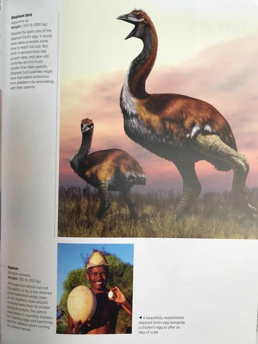 大自然的巨人：世界大型生命体的生物学与进化 数百幅彩色插图 精装16开 商品图11