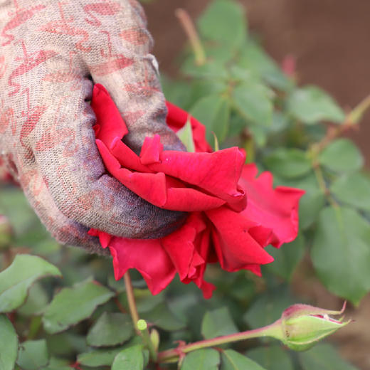墨红有机玫瑰花茶○ 遇见玫好 商品图7