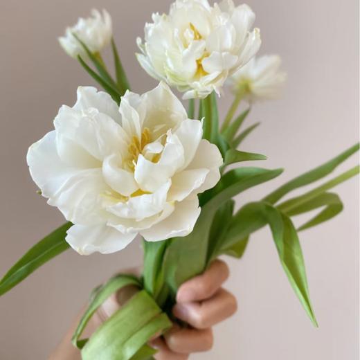 重瓣郁金香丨雪媚娘丨10支 商品图1