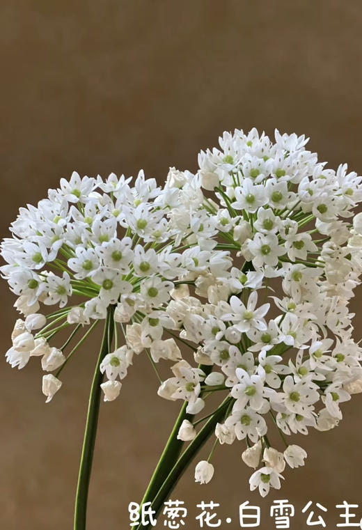 【正确的主张】纸葱花（白雪公主）约10枝/扎 商品图1