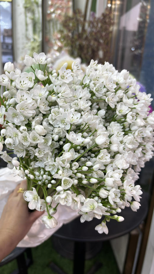 【正确的主张】纸葱花（白雪公主）约10枝/扎 商品图5