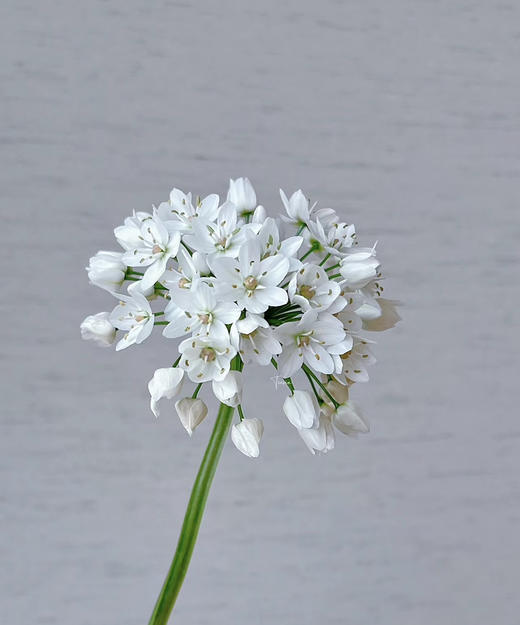 【正确的主张】纸葱花（白雪公主）约10枝/扎 商品图3