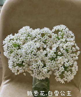 【正确的主张】纸葱花（白雪公主）约10枝/扎